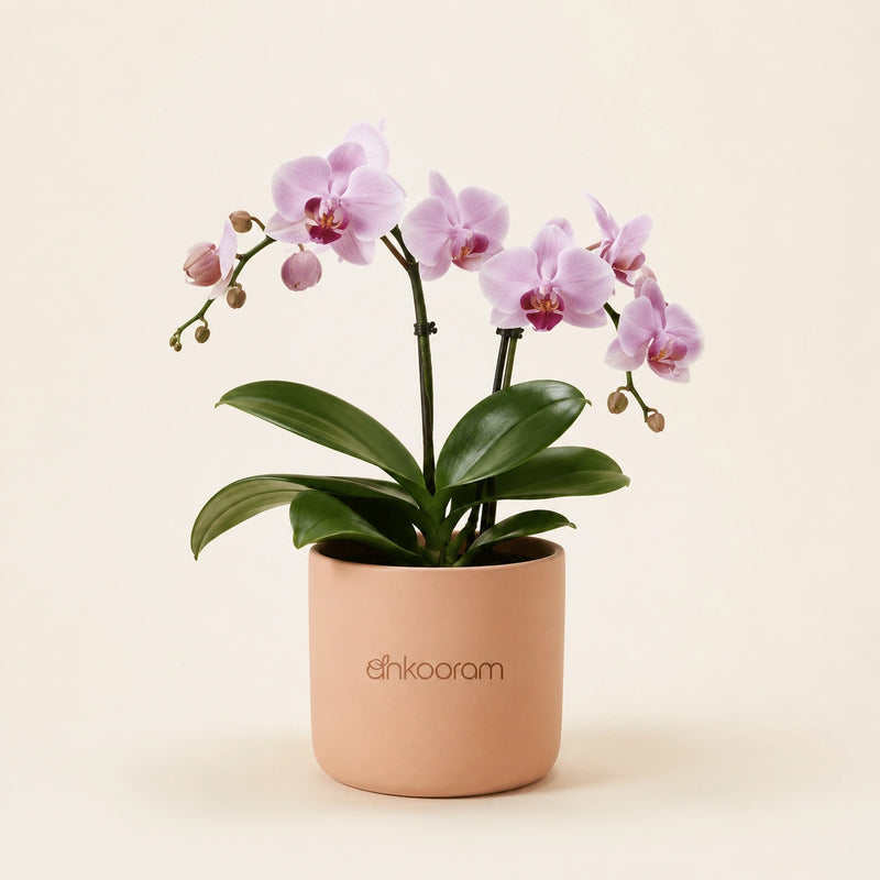 Phalaenopsis Orchid Plant