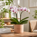 Phalaenopsis Orchid Plant