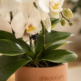 Phalaenopsis Orchid Plant
