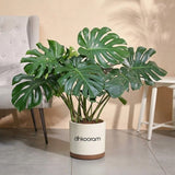 Monstera Deliciosa Plant
