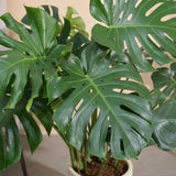 Monstera Deliciosa Plant