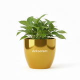 Calathea Sanderiana