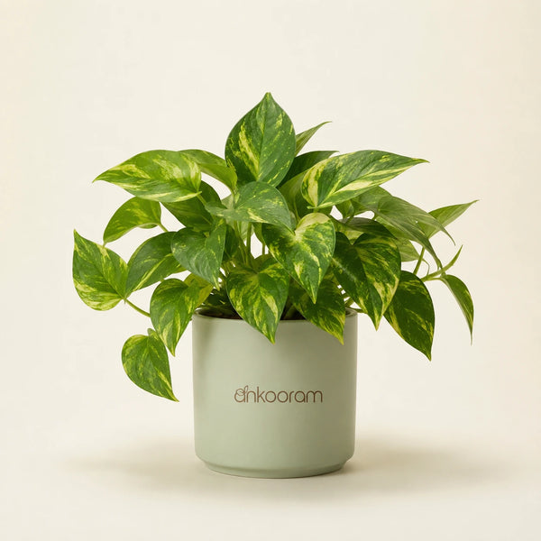 Golden Money Plant