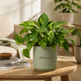 Golden Money Plant