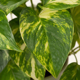 Golden Money Plant