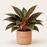 Red Aglaonema