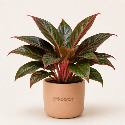 Red Aglaonema