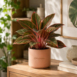 Red Aglaonema