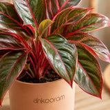 Red Aglaonema