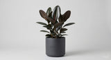 Rubber Plant