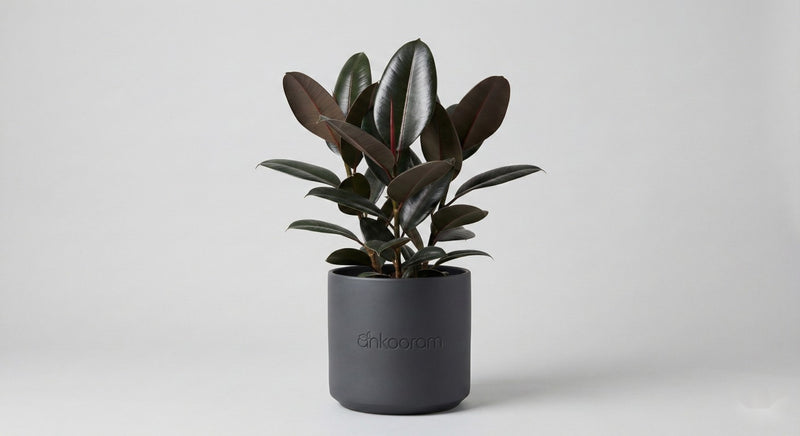 Rubber Plant