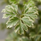 Snow Bush Aralia