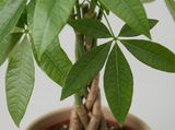 Money Tree Plant