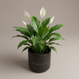 Peace Lily Plant