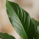 Peace Lily Plant
