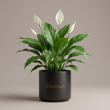 Peace Lily Plant