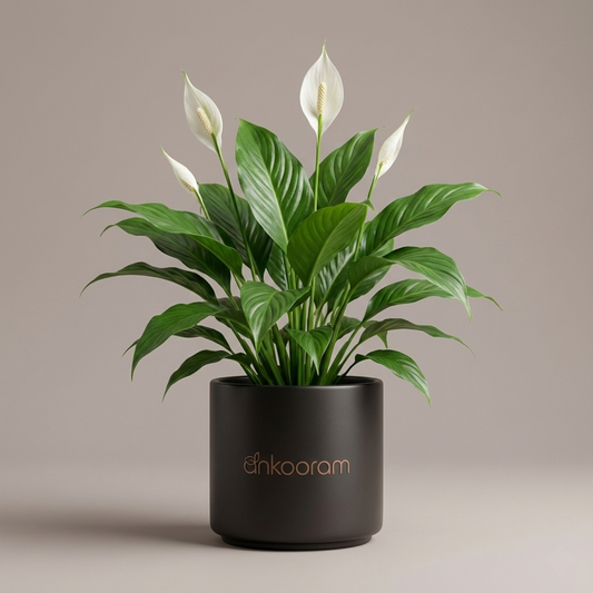 Peace Lily