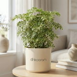 Snow Bush Aralia