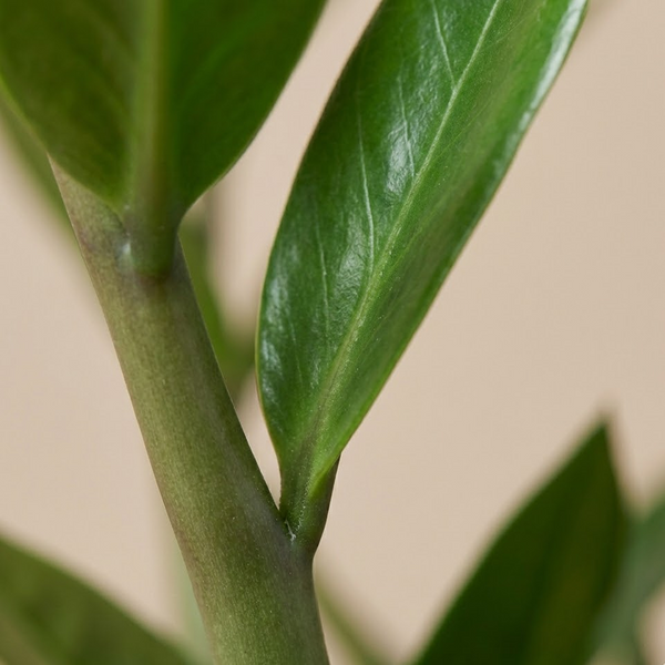 ZZ Plant