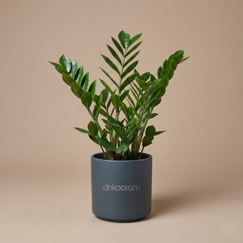ZZ Plant